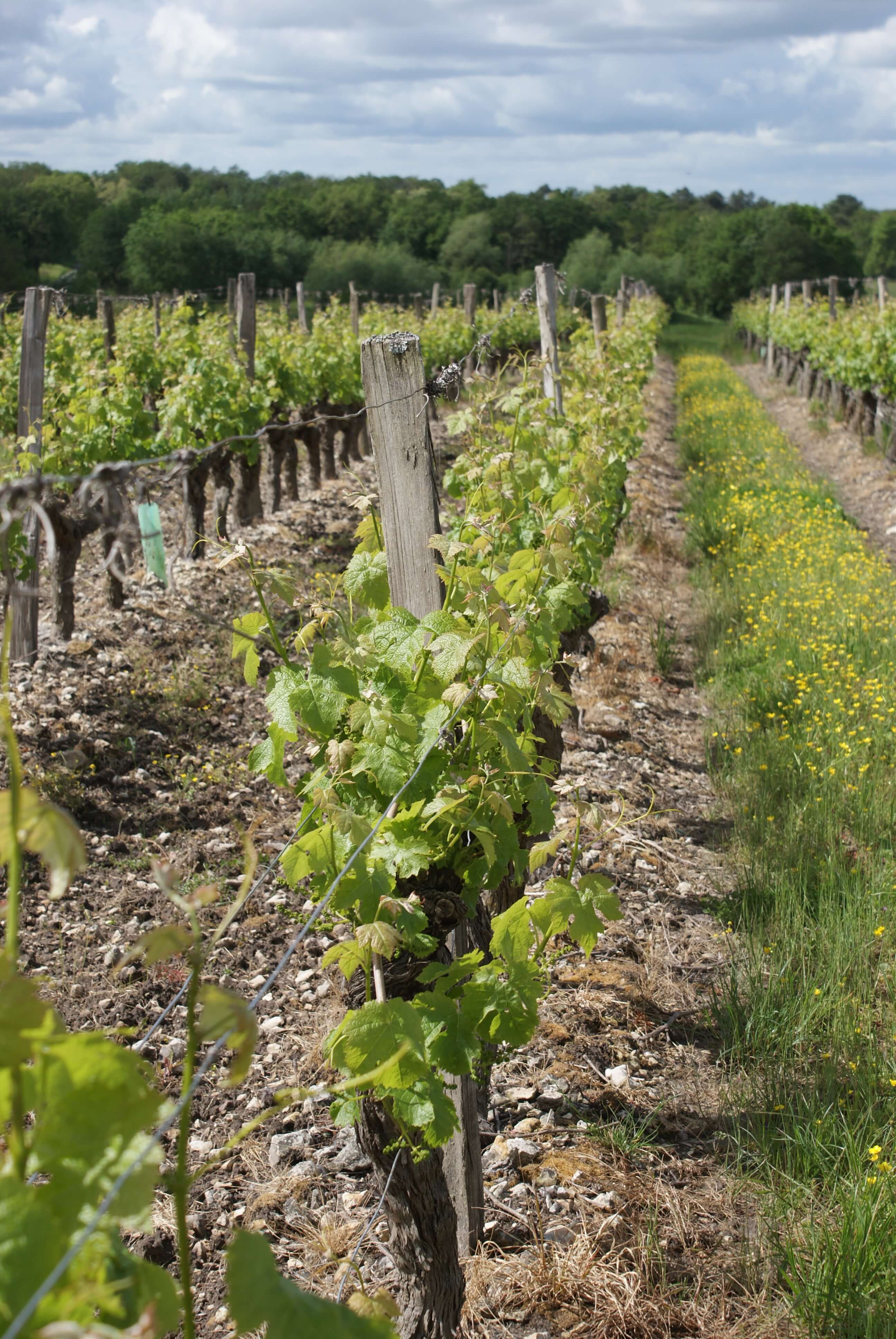 ebourgeonnage vigne rang grappes soleil opt